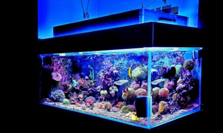 Can You Use a Garden Hose to Fill An Aquarium?