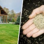 Choosing the Best Grass Seed for New England