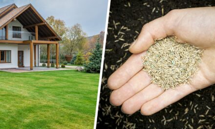 Choosing the Best Grass Seed for New England