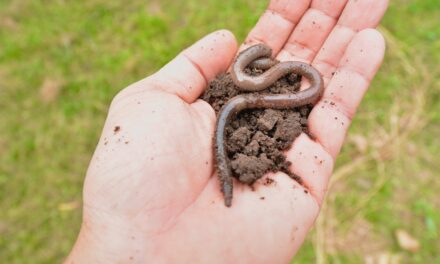 Does Dish Soap Kill Earthworms?