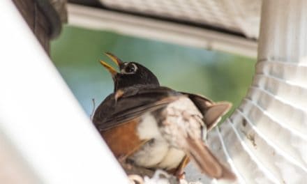 How To Get A Bird Out Of A Downspout