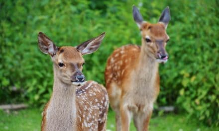 How To Get Rid Of Deer Poop In Your Yard